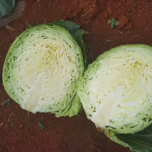 弥勒市云南弥勒新鲜圆包菜 精品蔬菜直供
