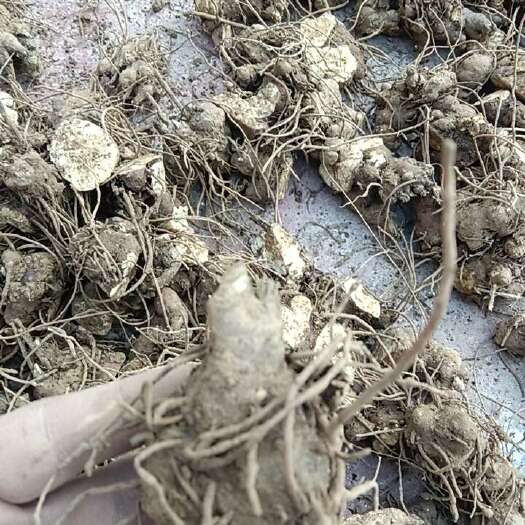 亳州苍术芽块