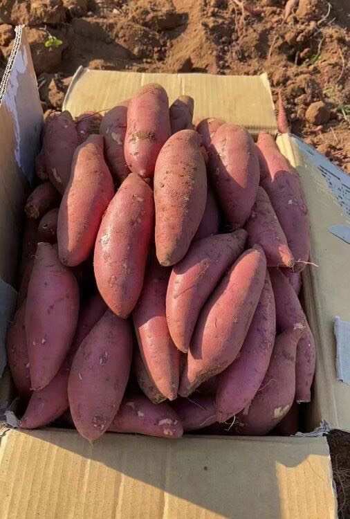 昌乐县烟薯25，量大质优，产地：山东潍坊，欢迎报价