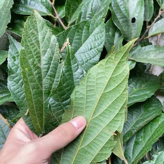 阳西县布渣叶 破布叶 烂布叶 薢宝叶 布楂叶中草药布渣树叶