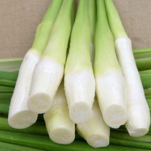 茭白