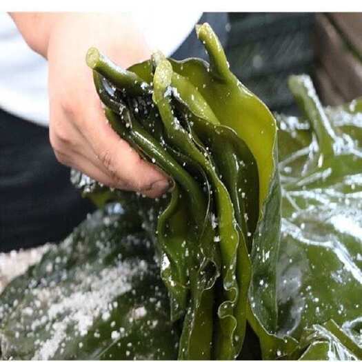 大连鲜海带，源产地工厂，批发代工