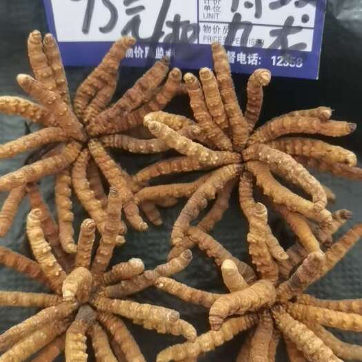 马尔康市甘孜虫草