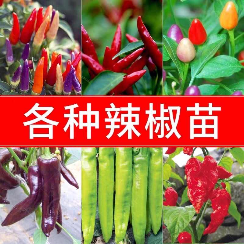 辣椒苗薄皮椒苗长线椒苗螺丝椒苗朝天椒苗牛角椒苗基地直发批发