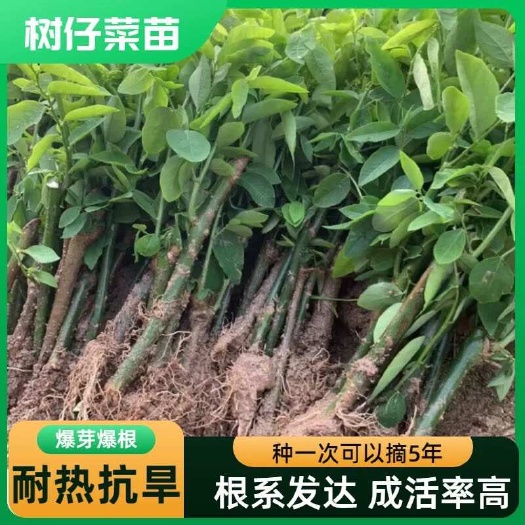 博白县树仔菜苗 五指山野菜 天绿香苗 益肝菜  产地直发