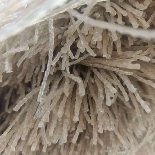 西华县河南省西华县优质纯红薯粉条批发直销