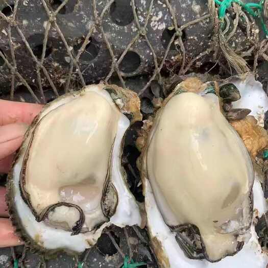 阳西县中蚝