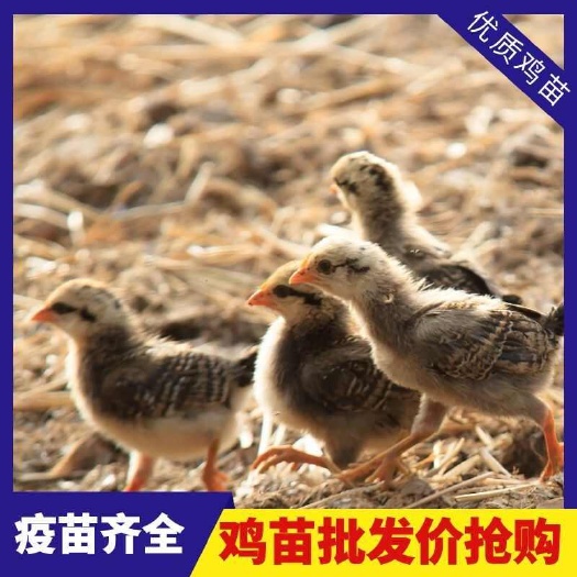 平陆县芦花鸡苗 诚信商家 买1000送200 包打防疫 包运输满意
