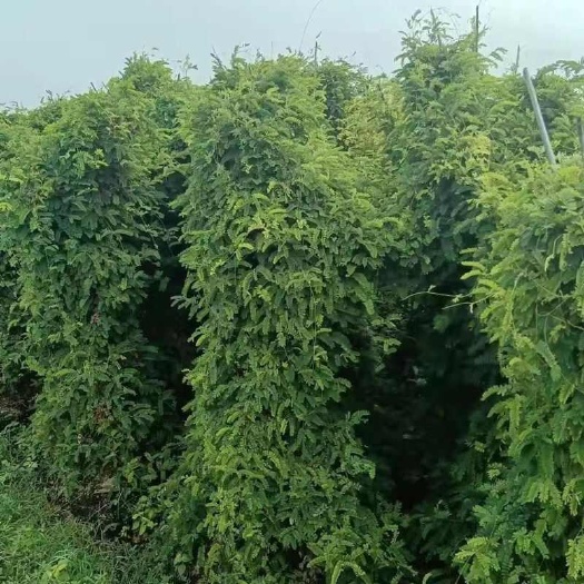 横州市大量供应当年新货鸡骨草
