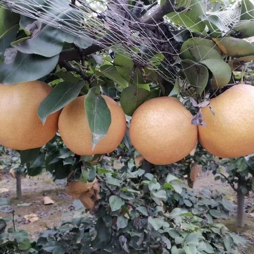 曹县晚秋黄梨