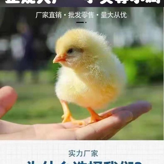 灵山县麻鸡苗 诚信商家 买1000送200 包打防疫 包运输满意