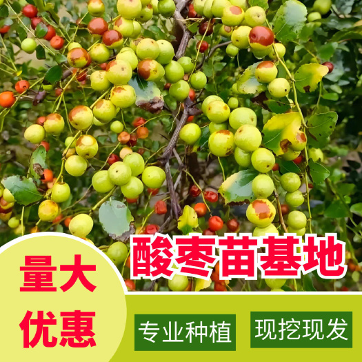 绛县【产地直销】晋酸3号双仁酸枣苗，药用双仁酸枣，现挖现发
