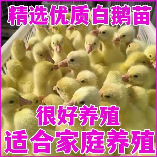 张家界三花鹅苗 诚信商家 买1000送200 包打防疫 包运输满意