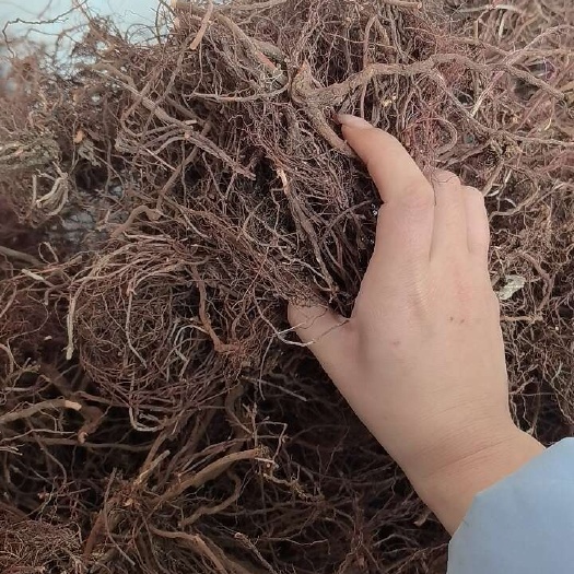 清水县优质茜草 纯无硫  水洗货无泥沙 统货 选货均可批发零售