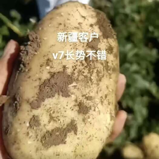 张北县脱毒马铃薯原种微型薯土豆种V7沃土5号希森6号实验一226