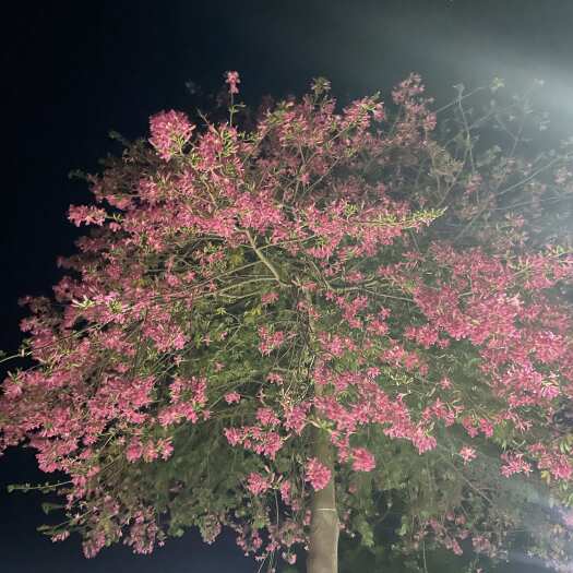 灵山县大腹木棉苗。有1000棵，50公分左右带杯
