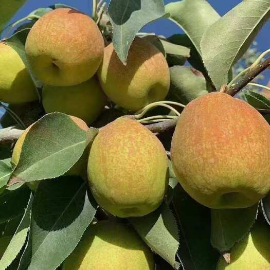 兰州新疆库尔勒香梨，全母梨，皮薄多汁