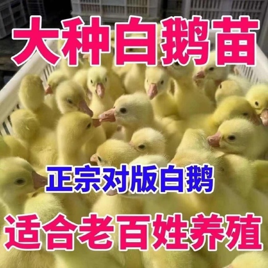 三花鹅苗 诚信商家 买1000送200 包打防疫 包运输满意