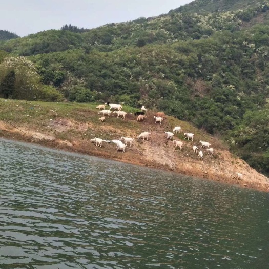 湖北咸宁崇阳县城乡下 土山羊 支持上门看货 同城杀好送货上门