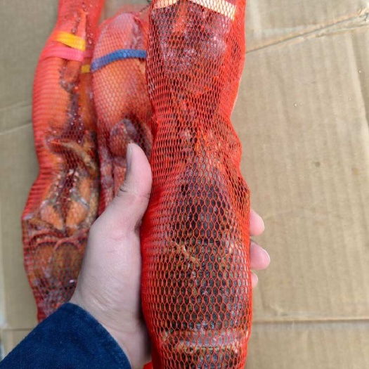 上海活冻波龙