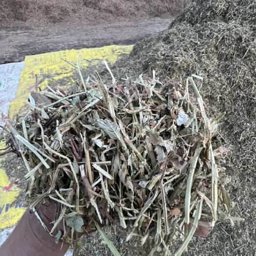 正阳县花生秧