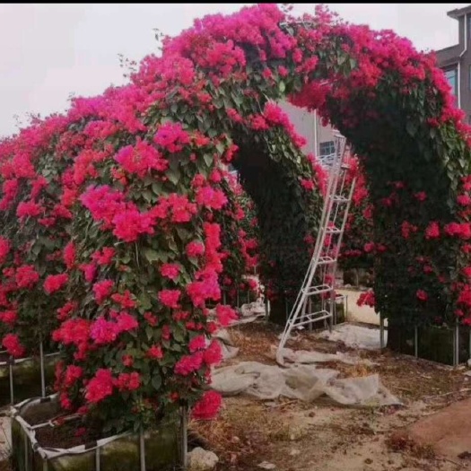 高度180厘米蔷薇