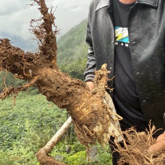 好品质 才有好价 白花前胡 马上产新 需要的老板联系