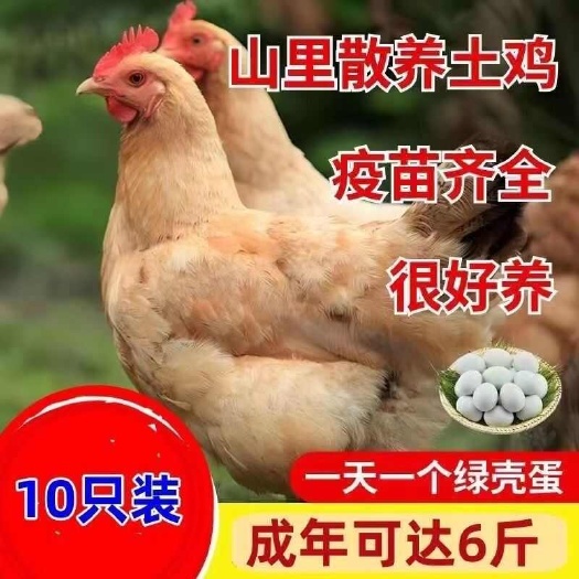 土鸡苗 诚信商家 买1000送200 包打防疫 包运输满意