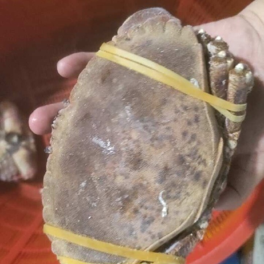 活冻面包蟹