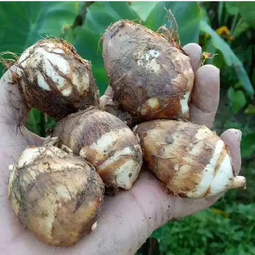 建瓯市白芽芋，芋子，芋艿，支持一件代发