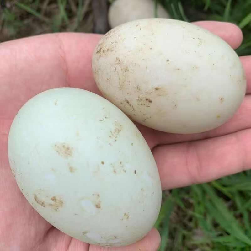 新鲜鸭蛋农家散养生鸭蛋大个青皮生鸭蛋