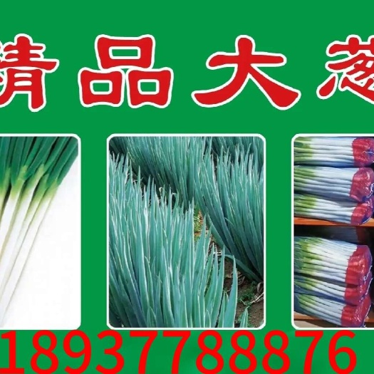 新野县铁杆大葱