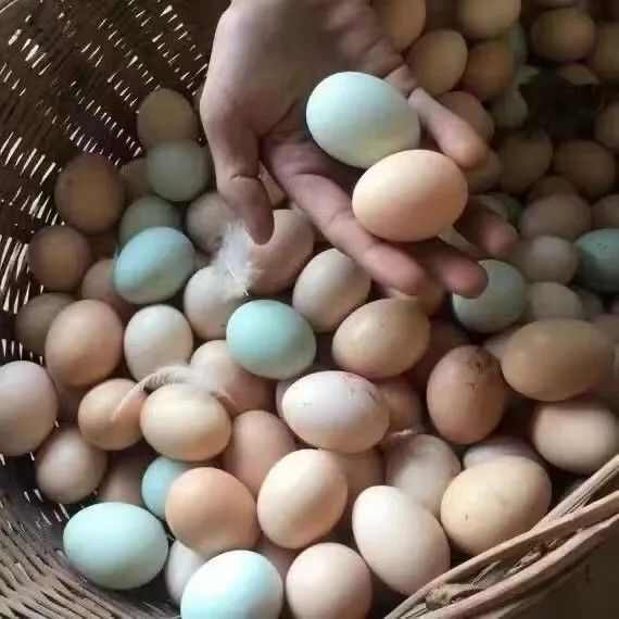 新鲜土鸡蛋  全国发货 420枚装