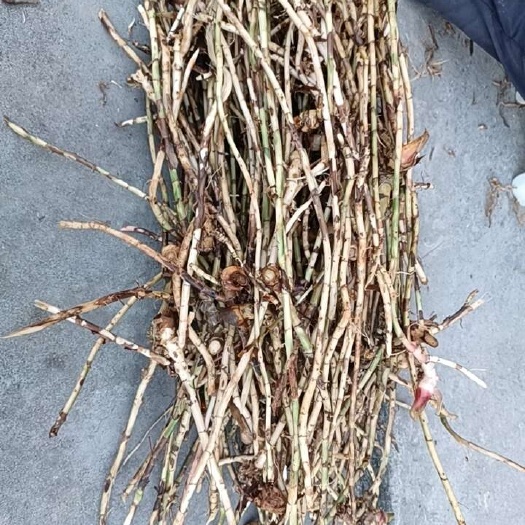 阳春市新鲜黄苗子砂仁根，精修！