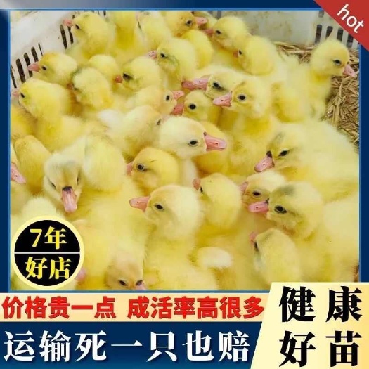 三花鹅苗诚信商家买1000送200包打防疫 包运输满意