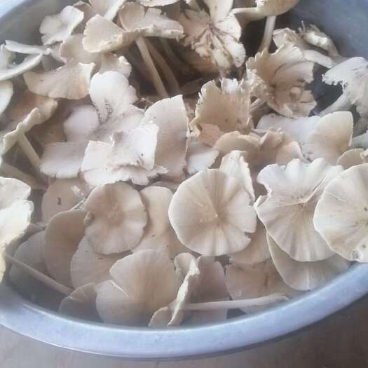 南充野生菌