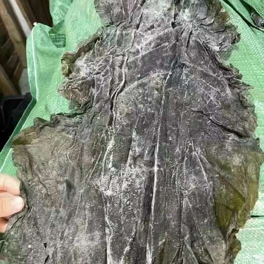 成都干海带批发无沙全干海带肉厚摆摊餐饮基地直发