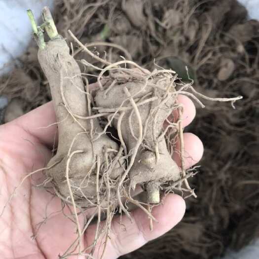 磐安县白术苗白术种栽浙江白术苗