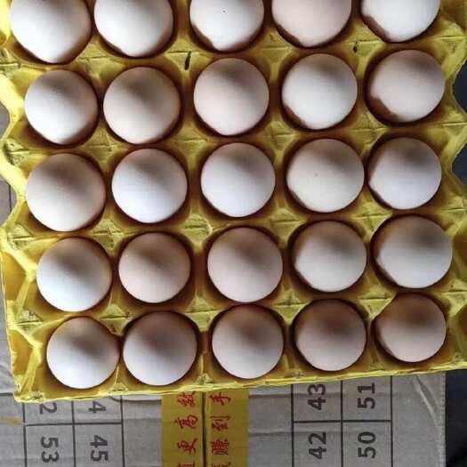 临沂双色 精品粉8 黑凤