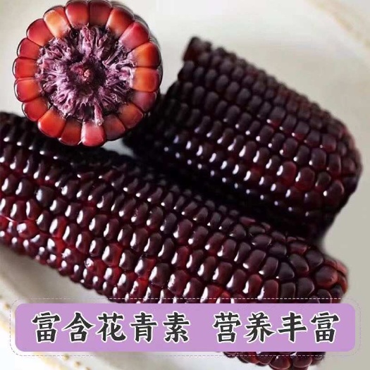 昌乐县黑糯玉米新鲜真空玉米棒包邮非转代减餐玉米新鲜糯玉
