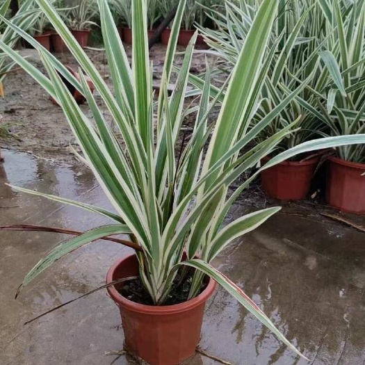 惠州山菅兰杯苗
