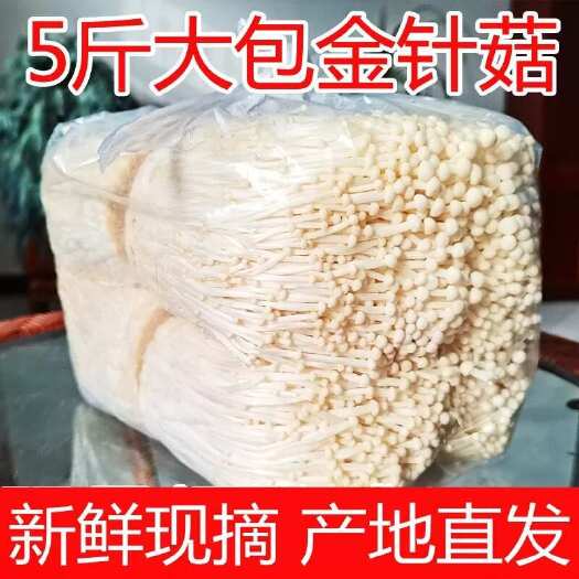望都县河北保定新鲜白金针菇供应 种植基地直发