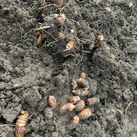 常州金坛香芋新鲜现挖支持代发包损坏