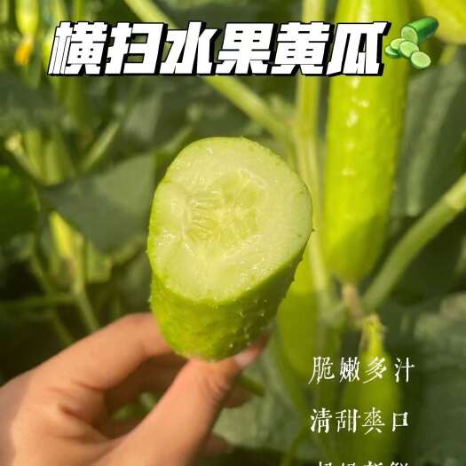 寿光市供应水果黄瓜高端品--横扫水果黄瓜