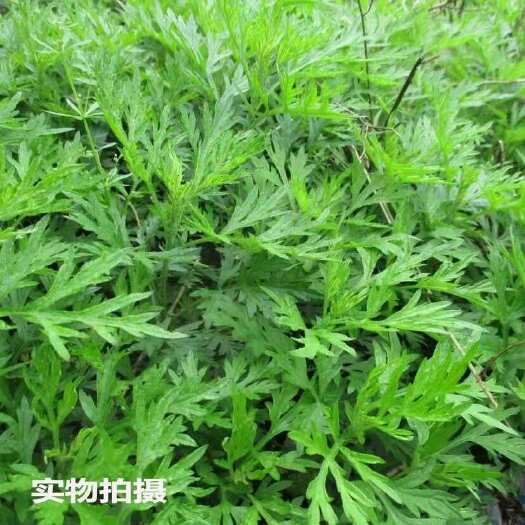 兴宁市新鲜艾草食用艾叶菜青团糍粑粑清明果嫩艾叶艾蒿艾米果现摘批发