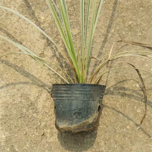 银边草杯苗