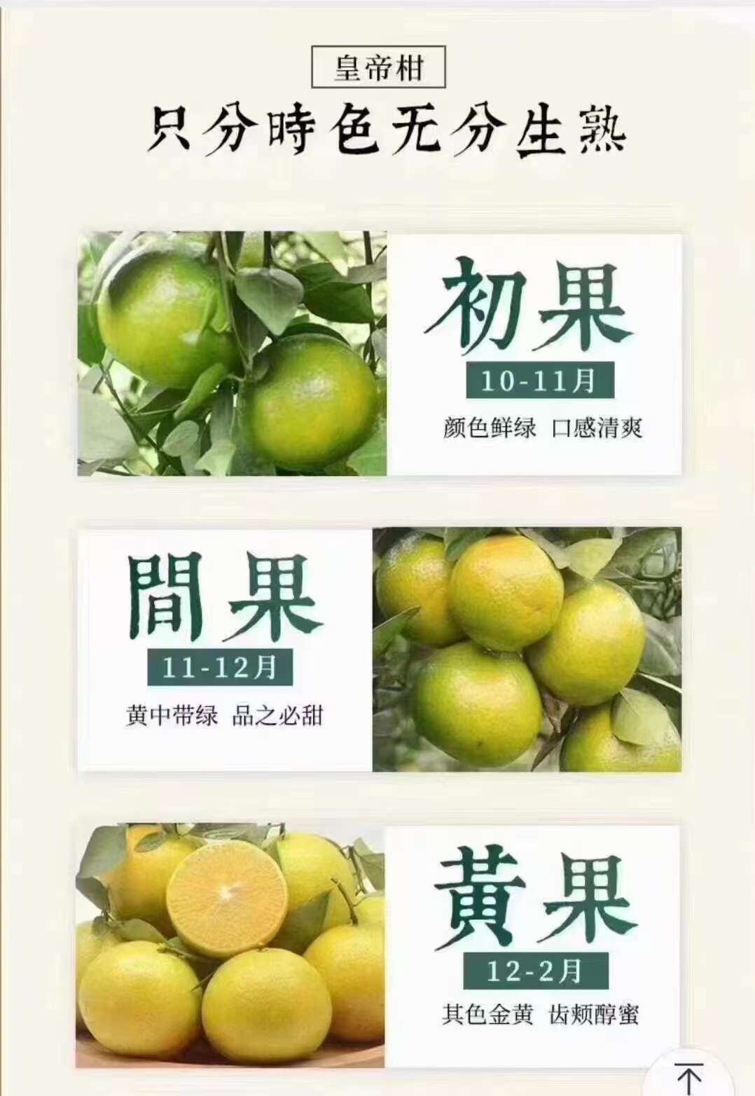 德庆皇帝柑，德庆特产，入口化渣甜爽好吃45-80公分电商合作