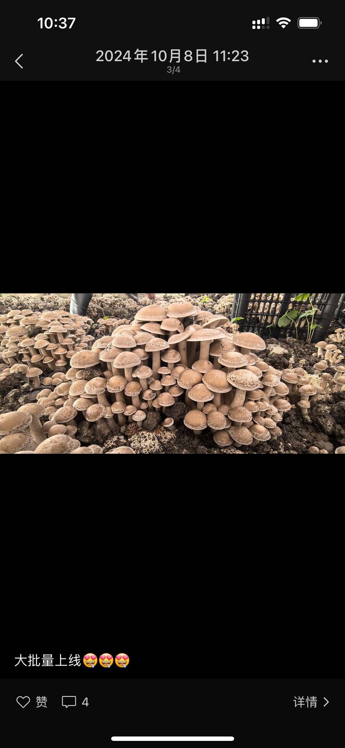 一窩菌（復土鹿茸菇）