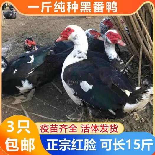 佛山番鸭苗诚信商家买1000送200包打防疫 包运输满意