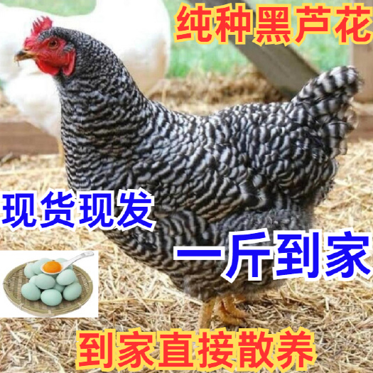 芦花鸡苗诚信商家买1000送200包打防疫 包运输满意